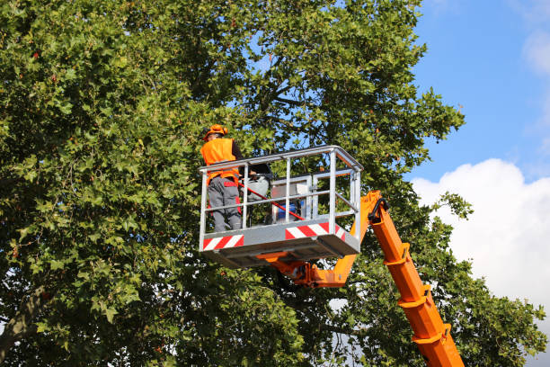 Best Tree Planting Services  in Ellis, KS